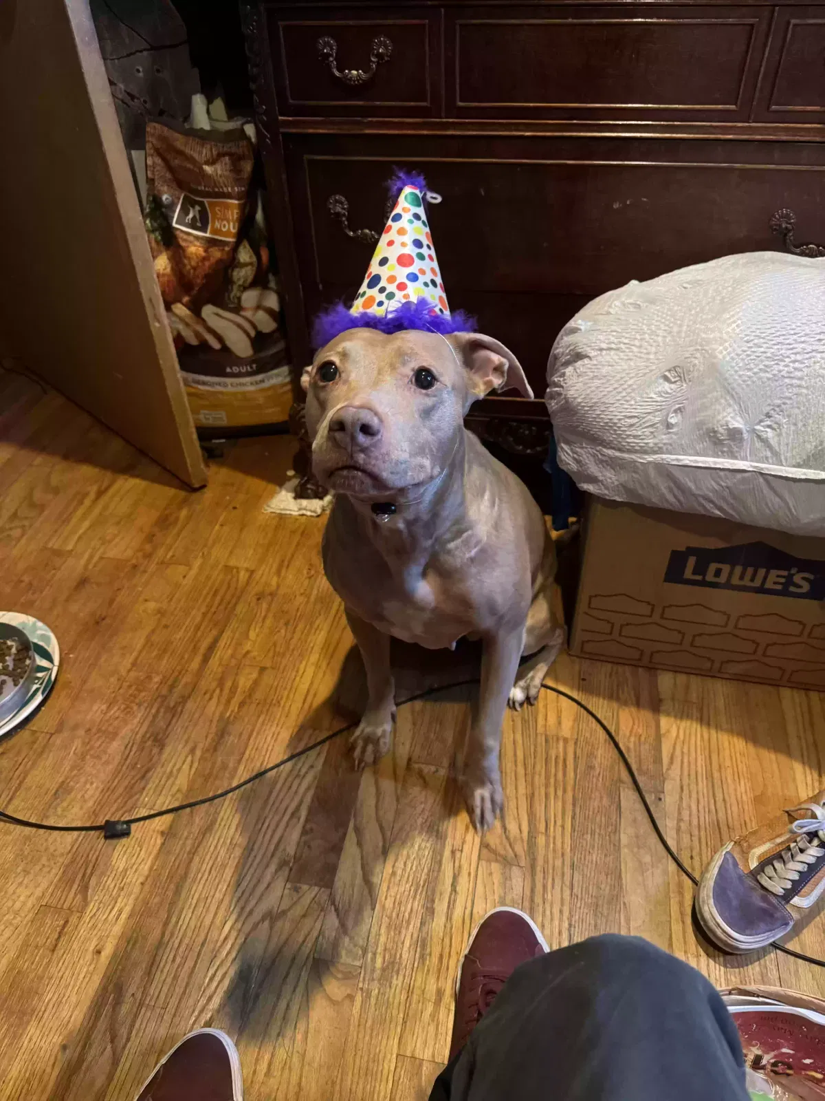 Nova, Staffordshire terrier Dog for adoption in Grand Rapids, MI, 49508