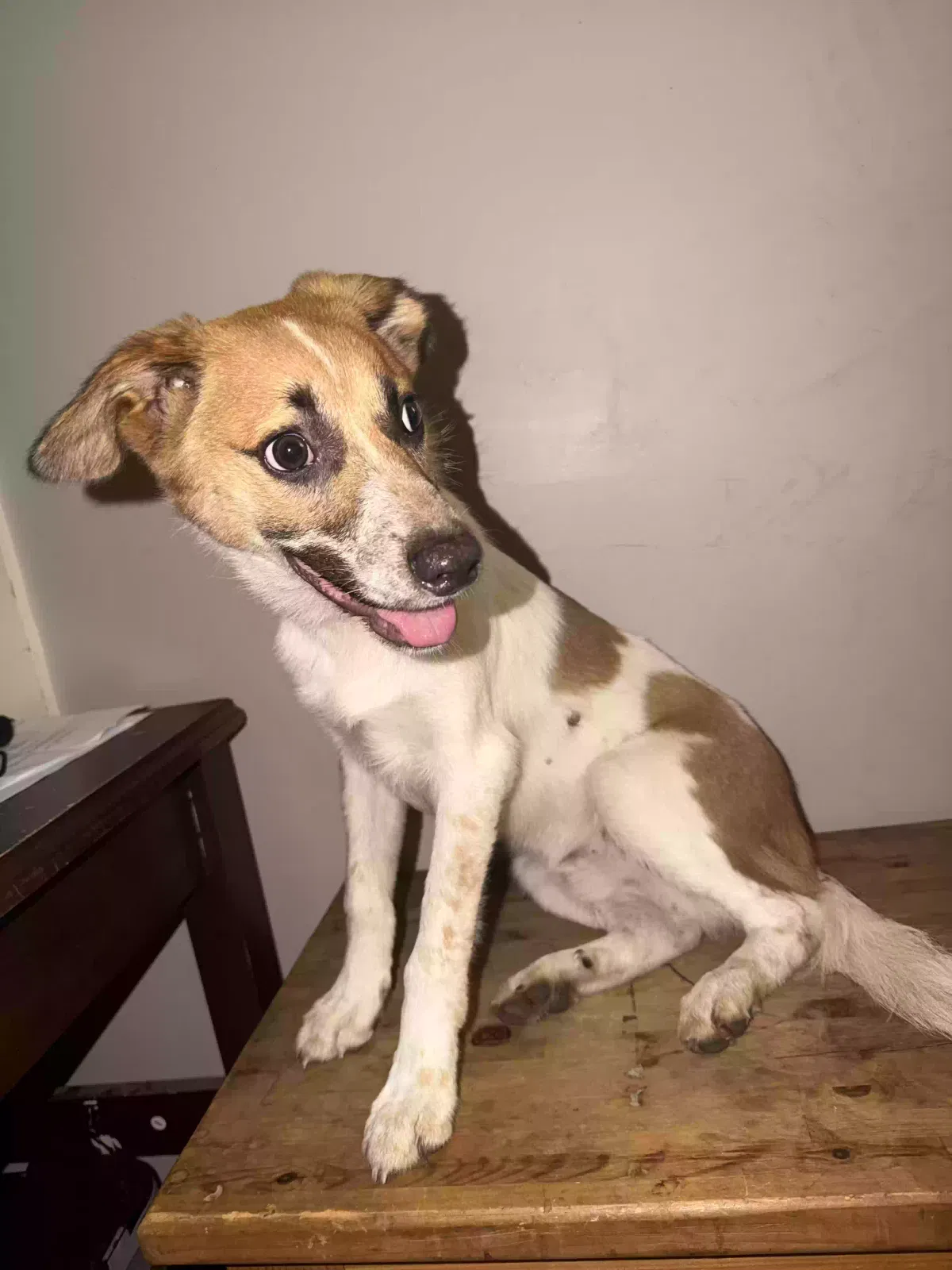 Charlie, Mixed Dog for adoption in Potts Camp, MS, 38659
