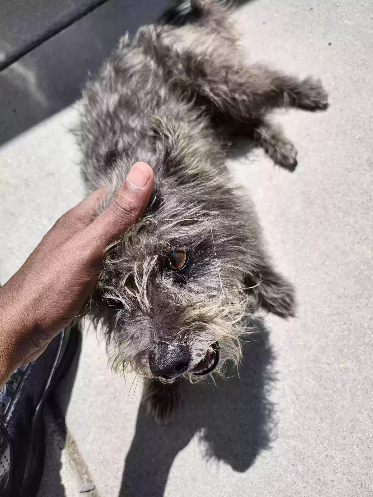 Shang, Poodle-Pomeranian Dog for adoption in San Bernardino, CA, 92410