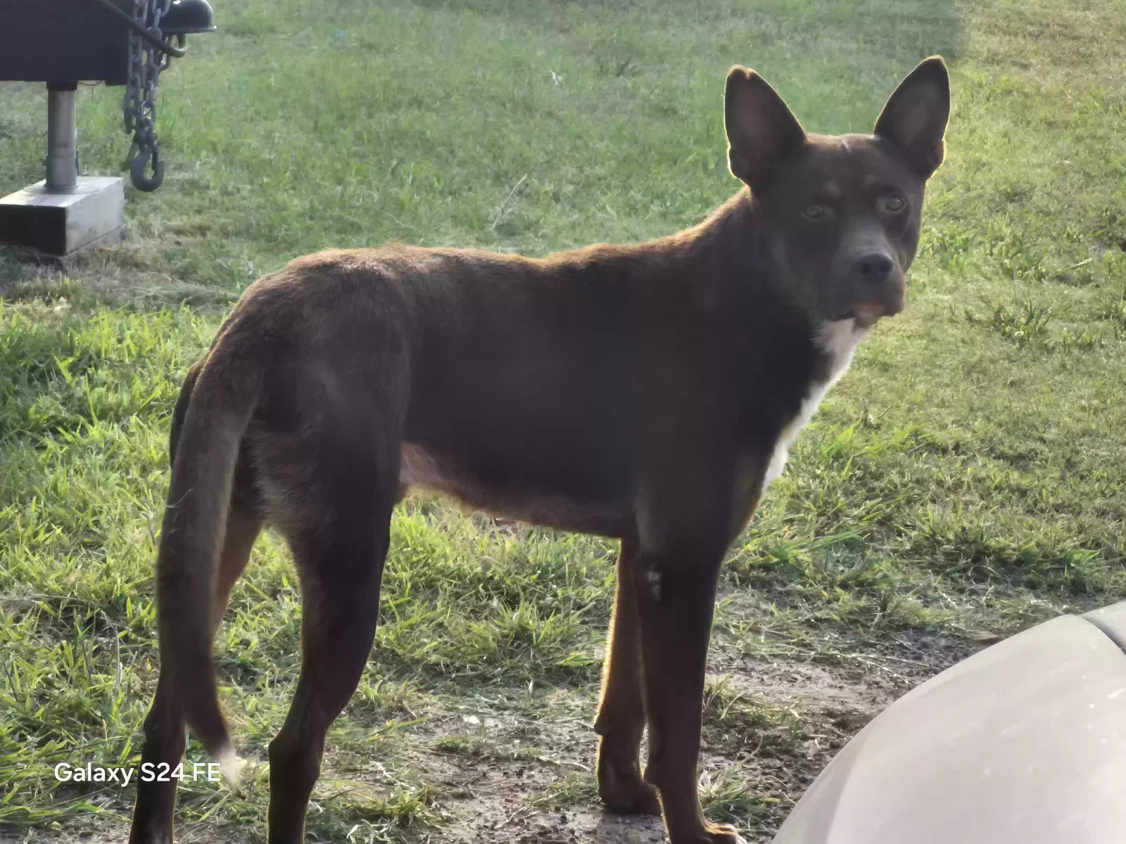 Unknown, Unknown Dog for adoption in Tulsa, OK, 74126