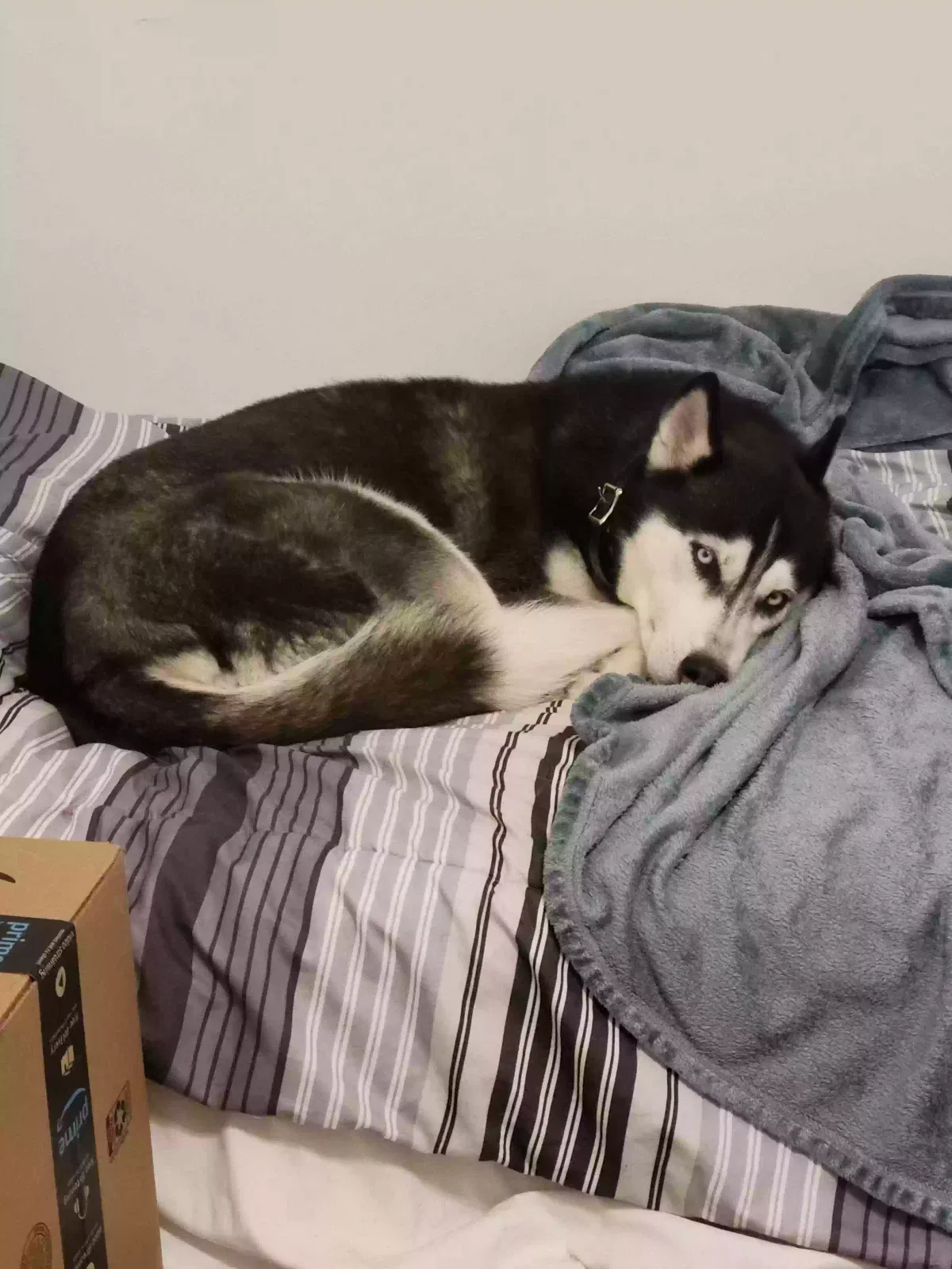 Luna, Husky Dog for adoption in Murfreesboro, TN, 37130