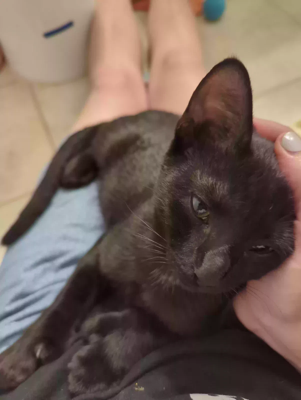 Cat, Unknown Cat for adoption in Raleigh, NC, 27606