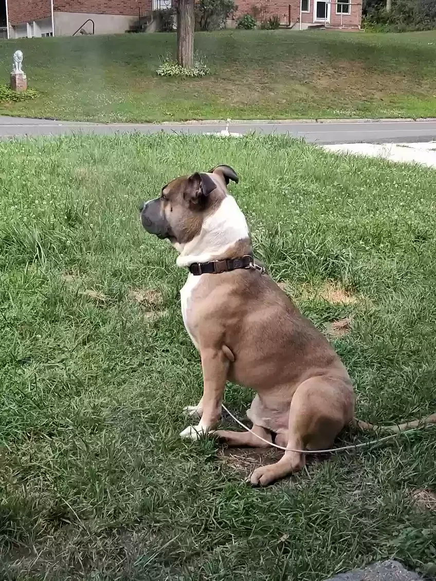 Zeus, Brindle Pit Dog for adoption in Oakville, CT, 06779