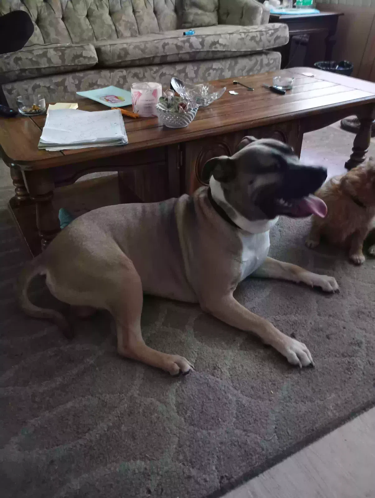 Zeus, Brindle Pit Dog for adoption in Oakville, CT, 6779