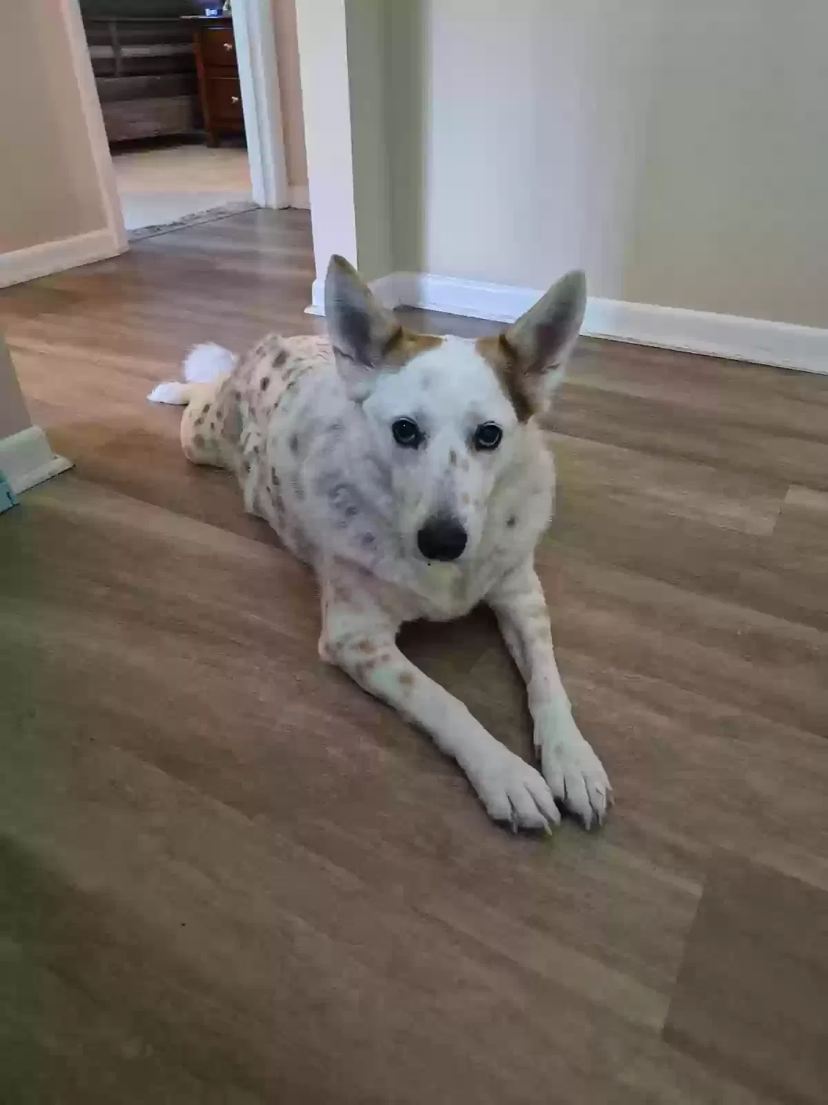 Dog, Unknown Dog for adoption in West Palm Beach, FL, 33417