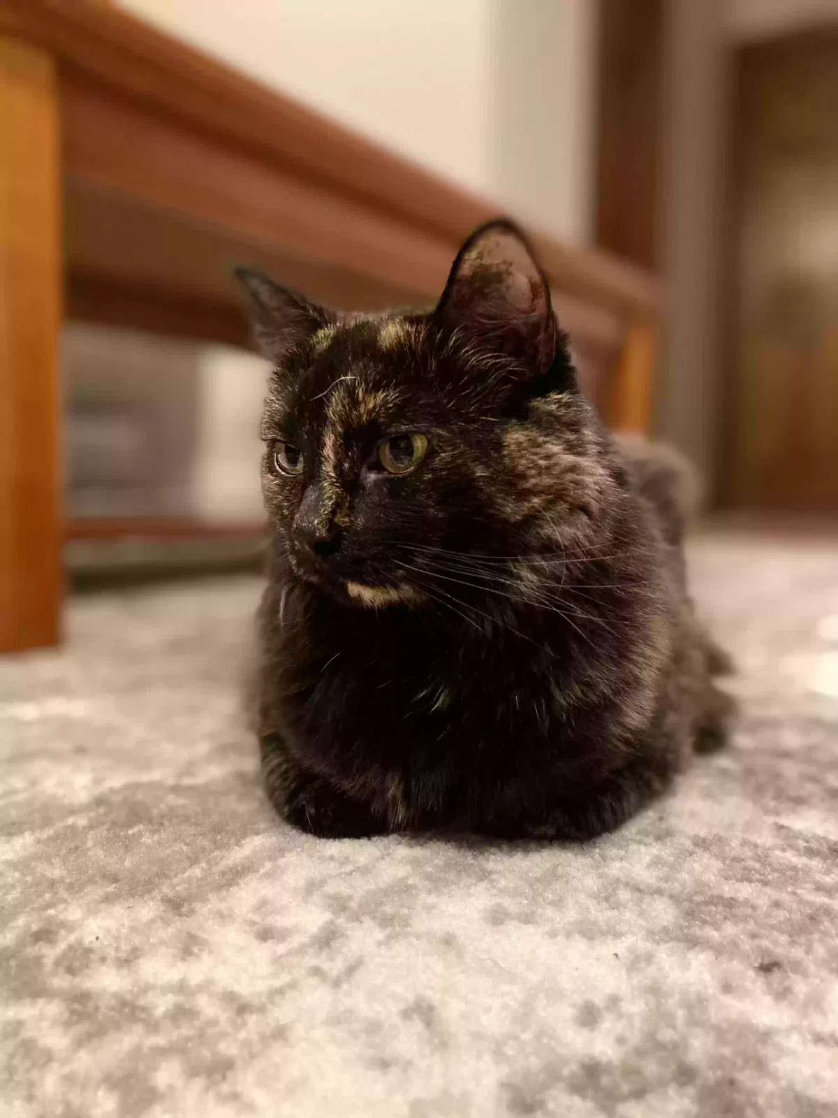 Pepper, Unknown Cat for adoption in Astoria, NY, 11102