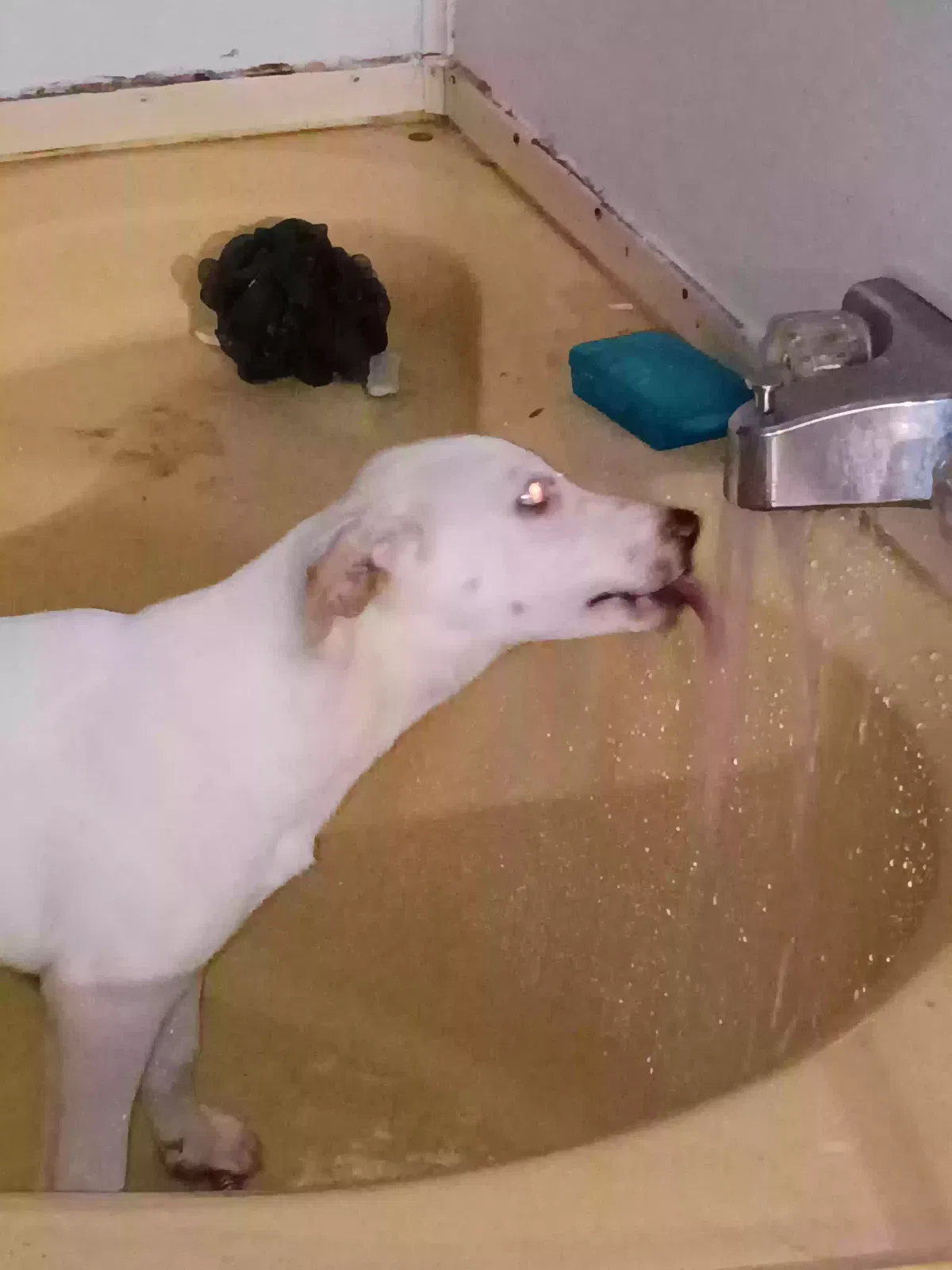 Dog, Unknown Dog for adoption in Jackson, TN, 38305