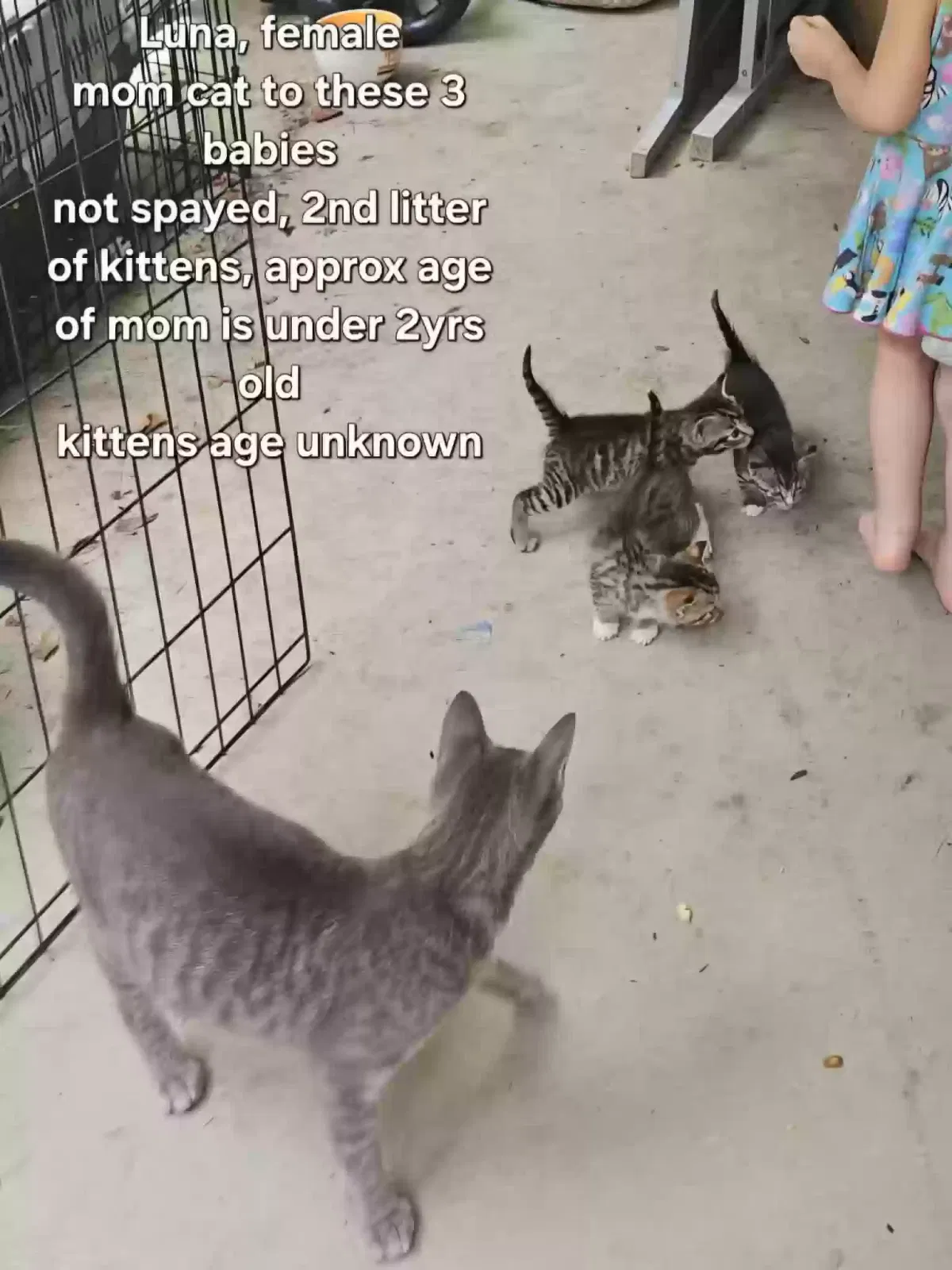 Luna & her 3 kittens, Tabby / Gray Russian Cat for adoption in Lilburn, GA, 30047