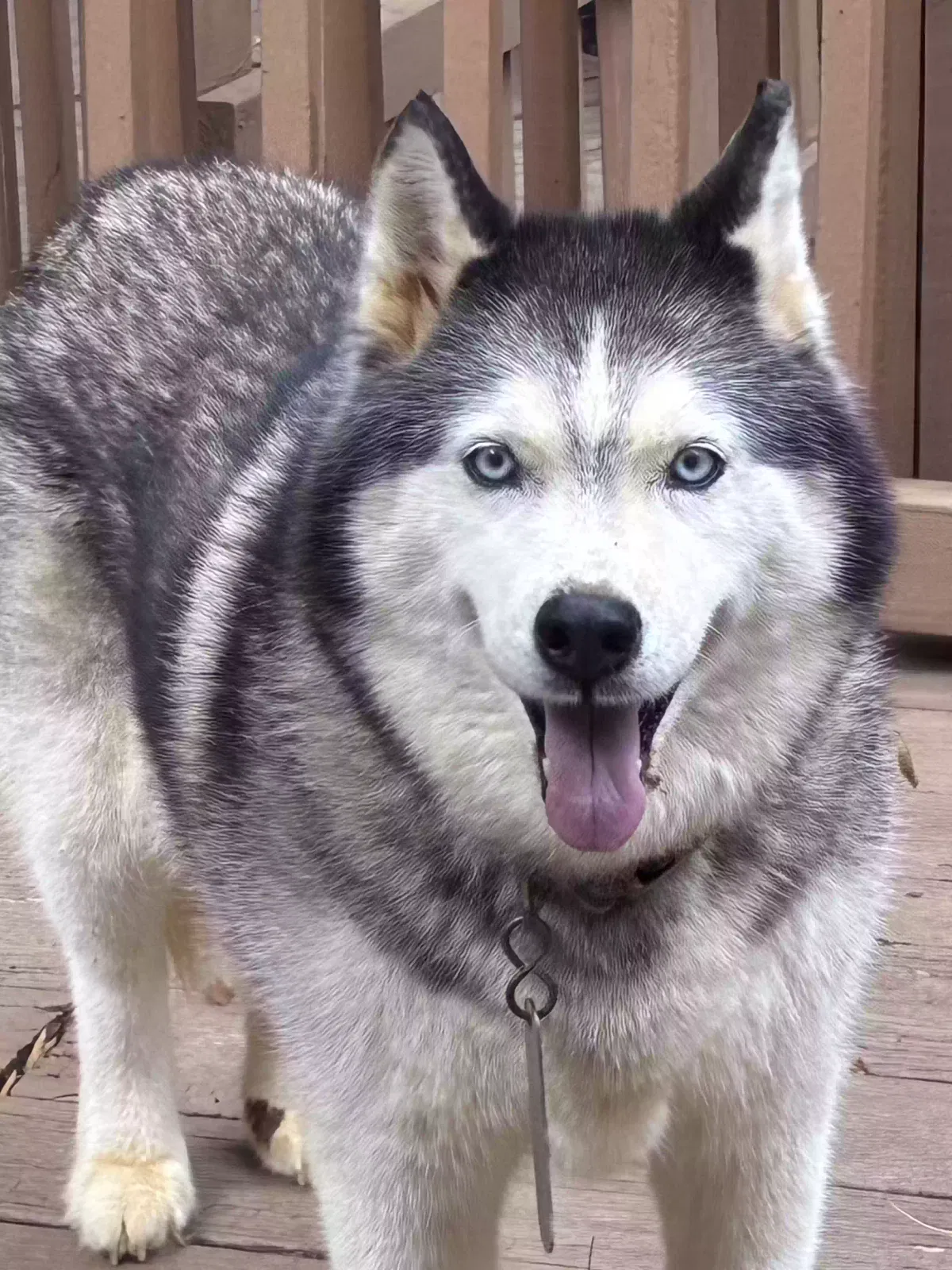 Lucy, Siberian Husky Dog for adoption in Lexington, NC, 27292