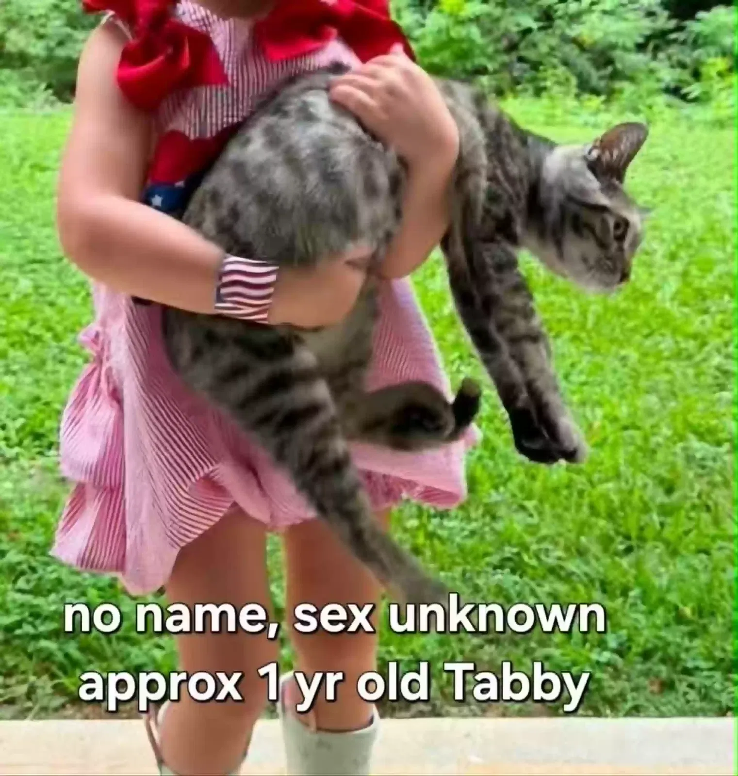 Luna's Kitten, Tabby Cat for adoption in Lilburn, GA, 30047