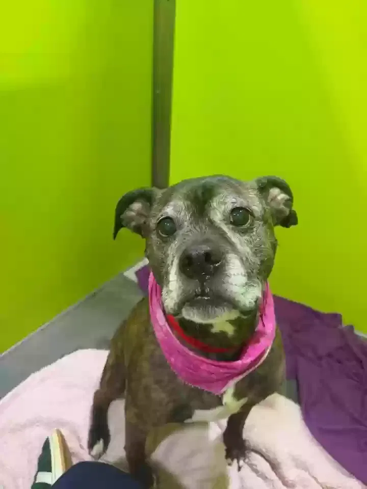 Bramble, Boxer mix Dog for adoption in Buford, GA, 30518