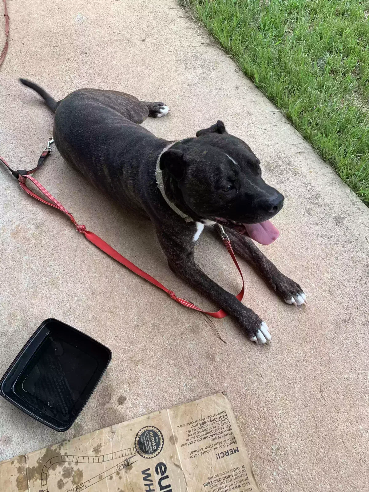 Zion, Pitbull Dog for adoption in Riverdale, GA, 30274