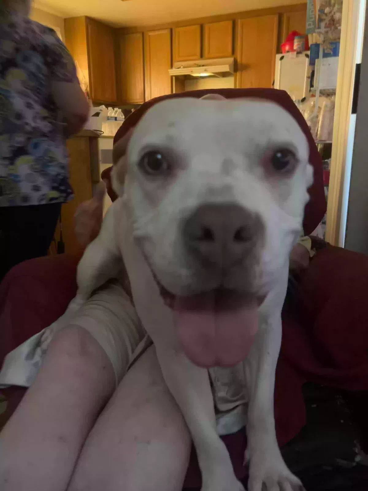 Misty, Pit bull mix Dog for adoption in Moreno Valley, CA, 92553