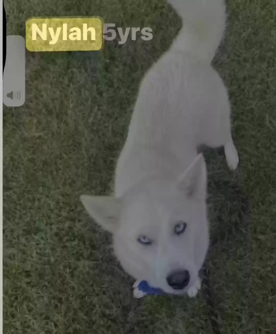 Dog, Husky pomeranian mixed Dog for adoption in Oak Park, MI, 48237