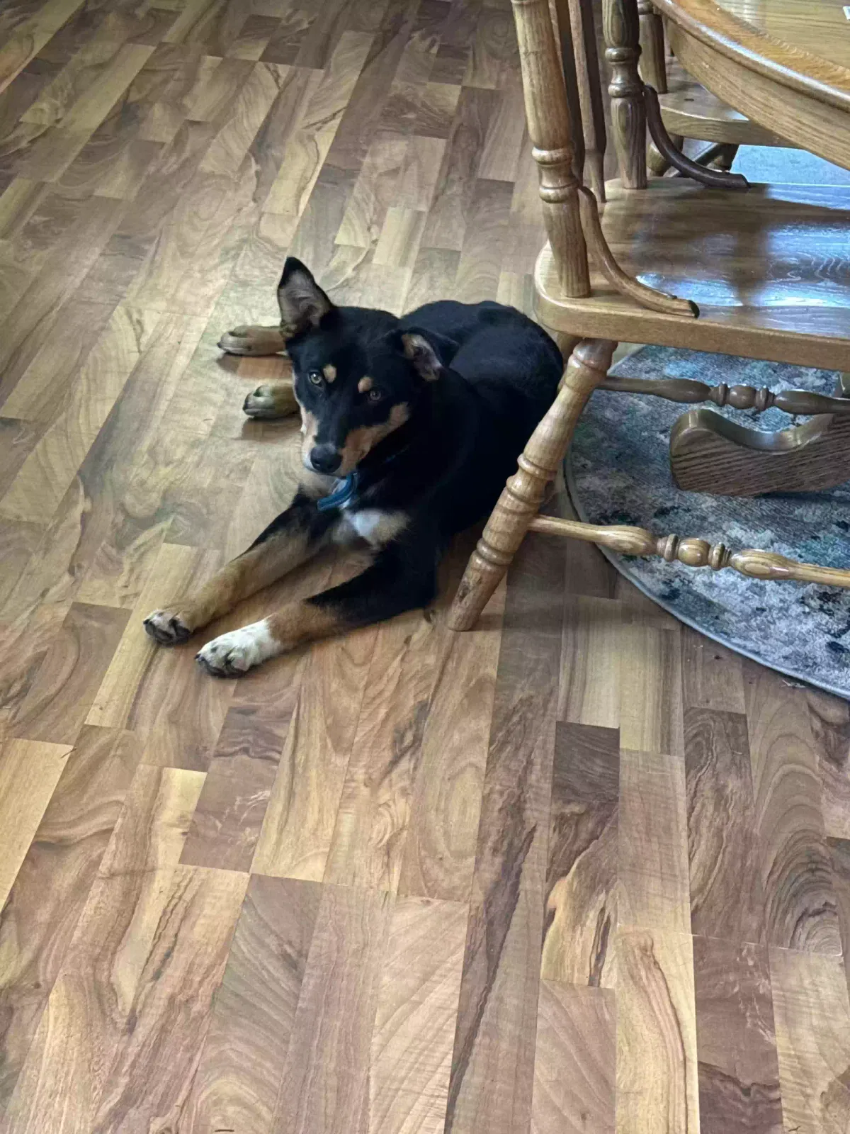 Scout, Australian shepherd mix Dog for adoption in Alma, KS, 66401