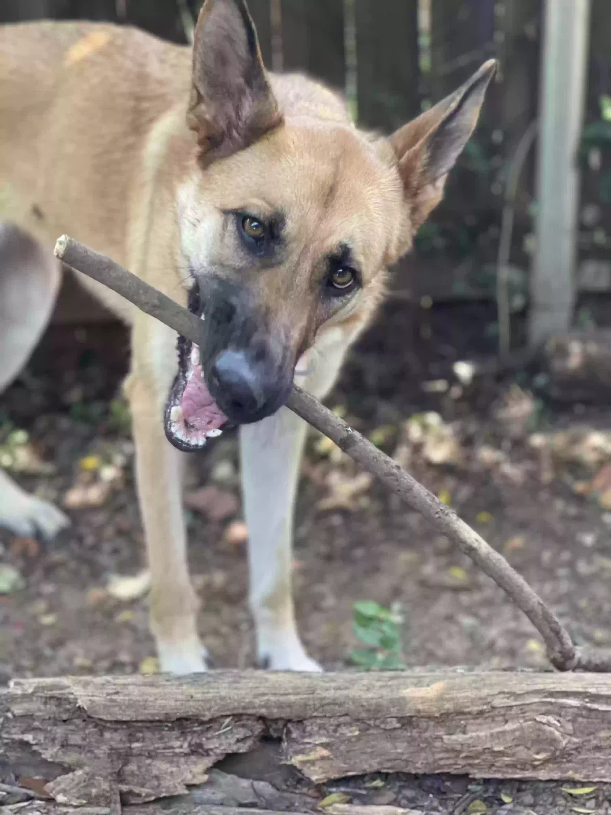 Ginger, German Shepherd Dog for adoption in Grapevine, TX, 76051