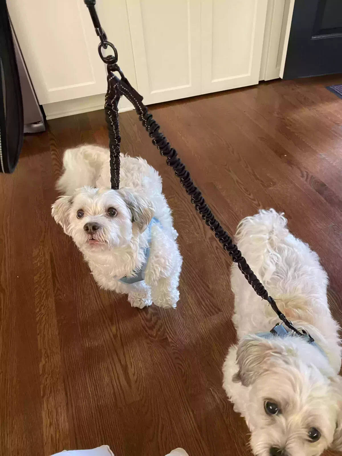 Topper & Gracie (there are 2 - 1 male, 1 female), Bichon Frise Shihtzu mix Dog for adoption in Nashville, TN, 37209
