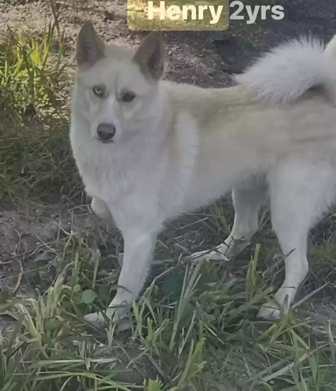 Dog, Pomeranian and husky mix Dog for adoption in Oak Park, MI, 48237