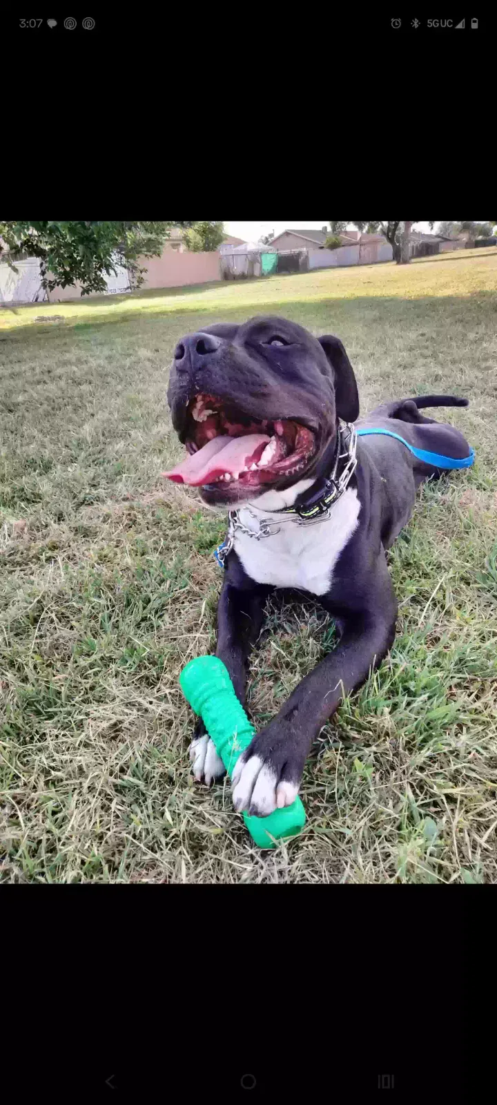 Tuco, American pitbull Dog for adoption in Riverside, CA, 92503