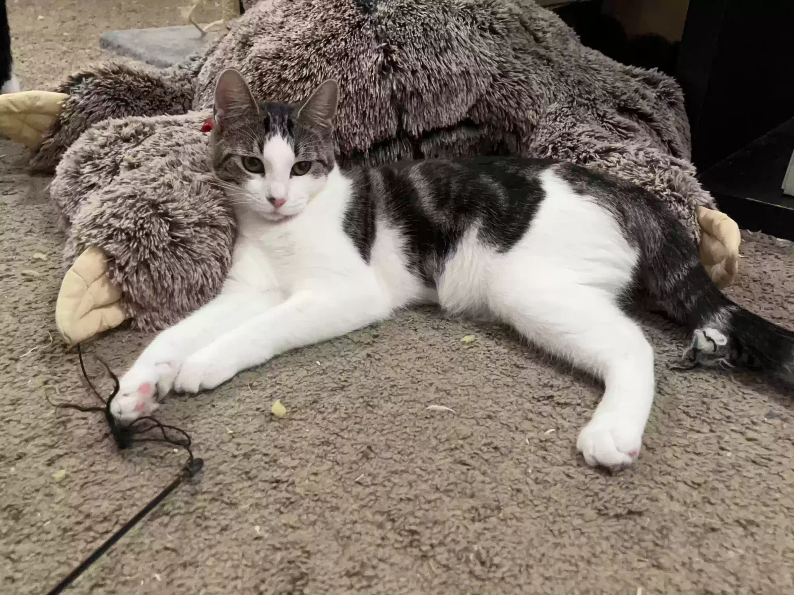 Smidgen, Unknown Cat for adoption in La Mirada, CA, 90638