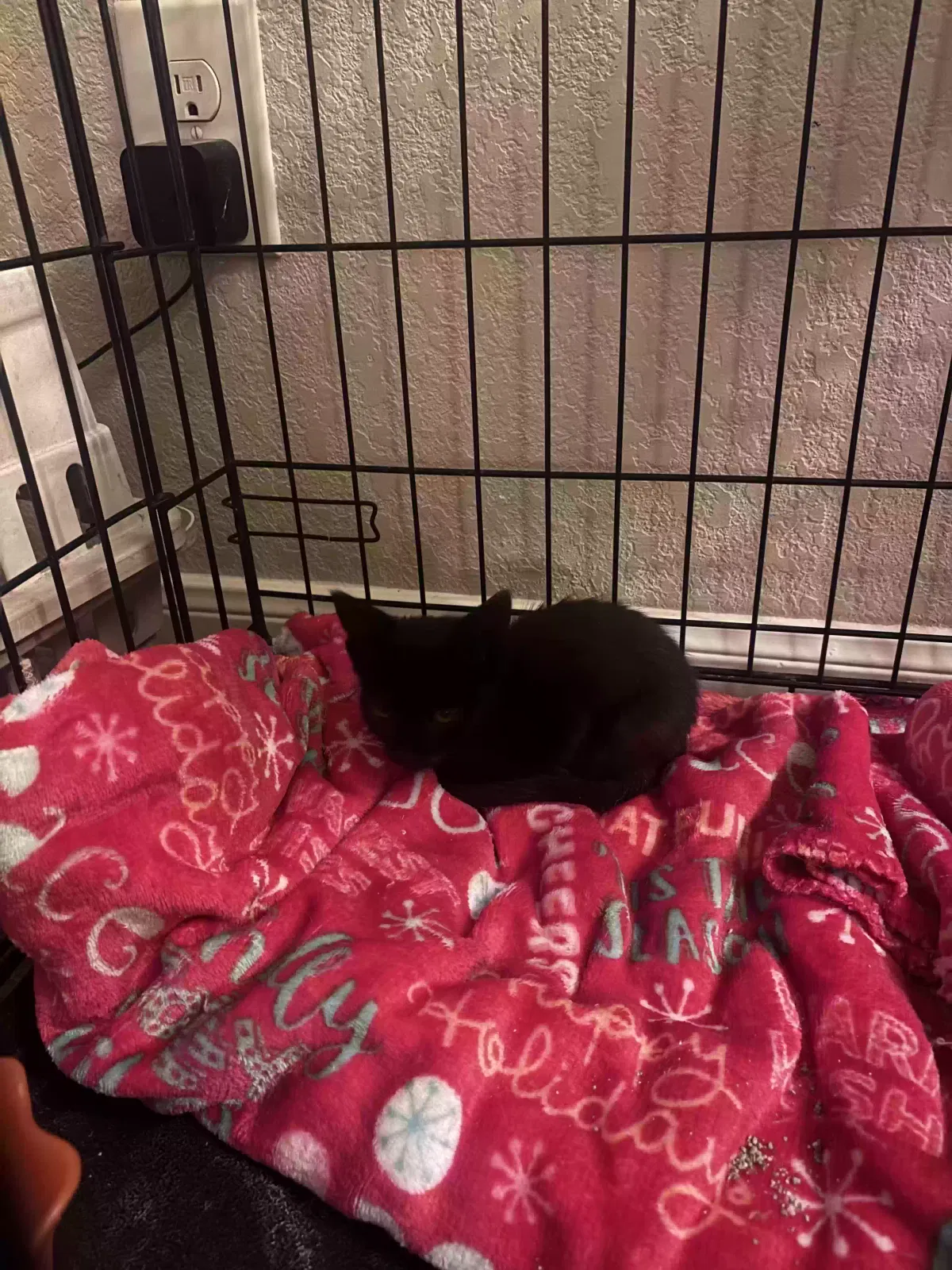 Stevie, Unknown Cat for adoption in Lytle, TX, 78052