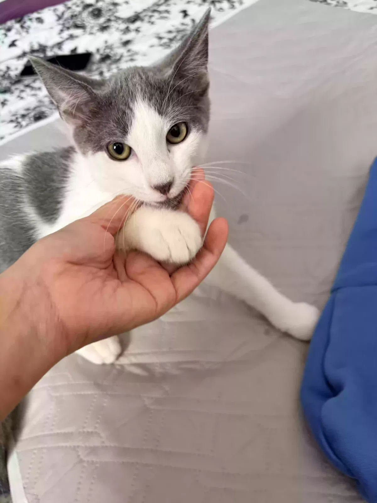 Cat, Domestic shorthair Cat for adoption in Bellflower, CA, 90706