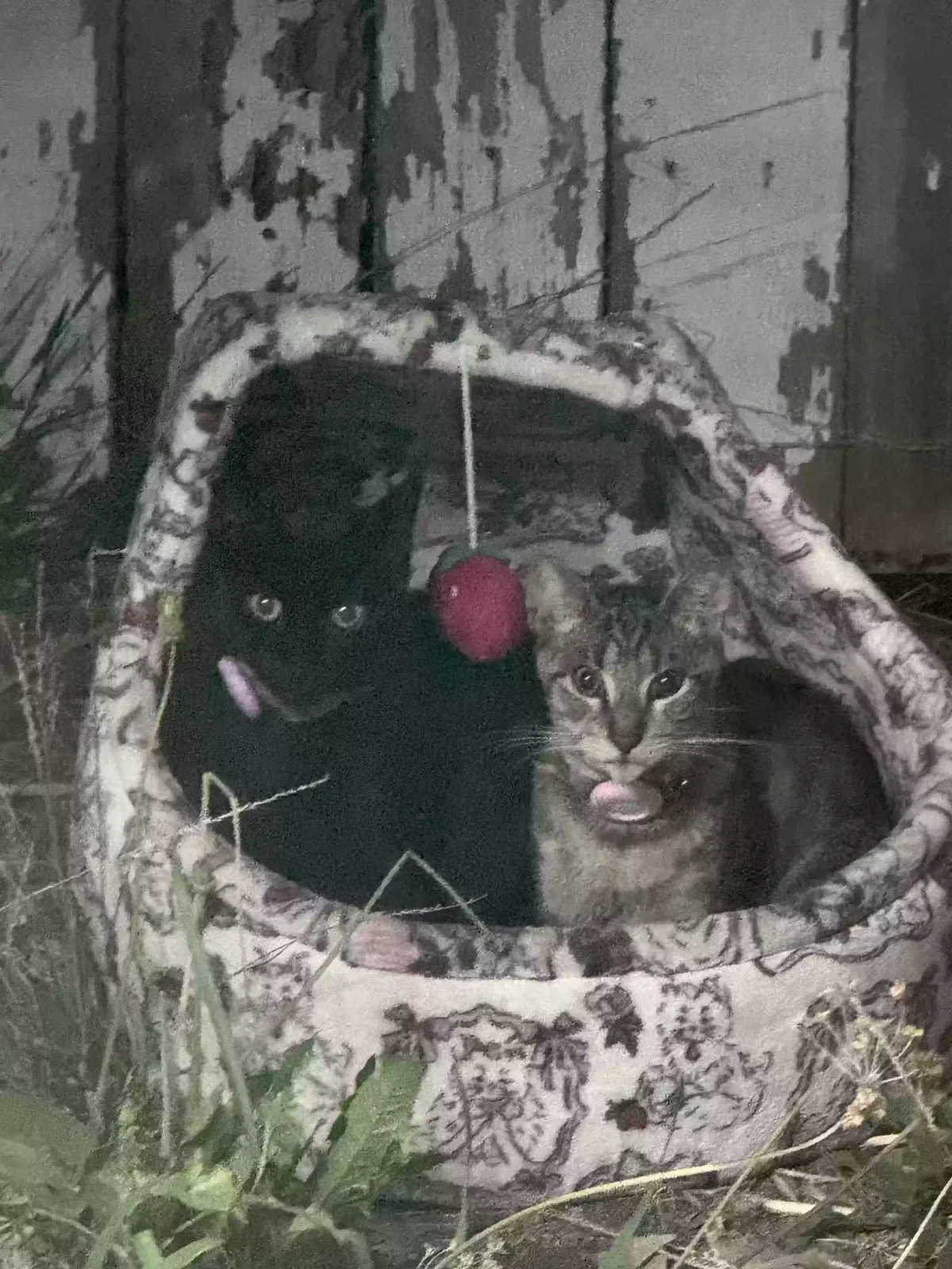 Helen and Moon, American shorthair Cat for adoption in Garden Grove, CA, 92844