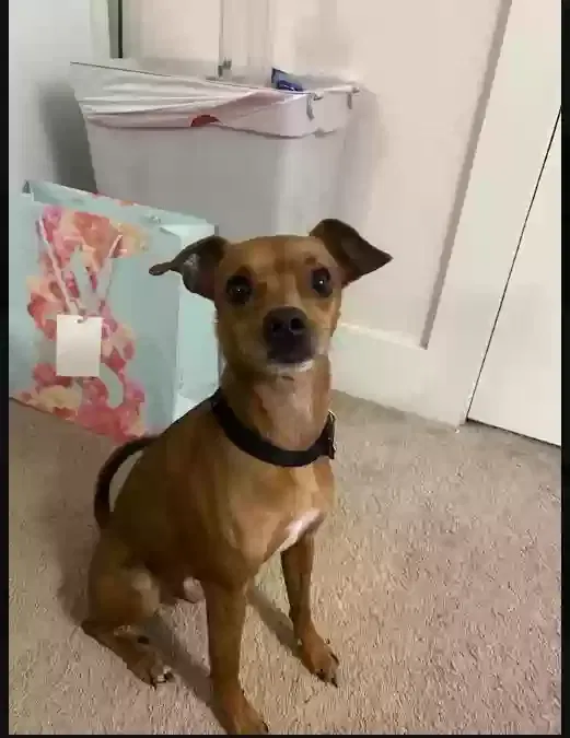 PeeWee, Chihuahua Dog for adoption in Raleigh, NC, 27606