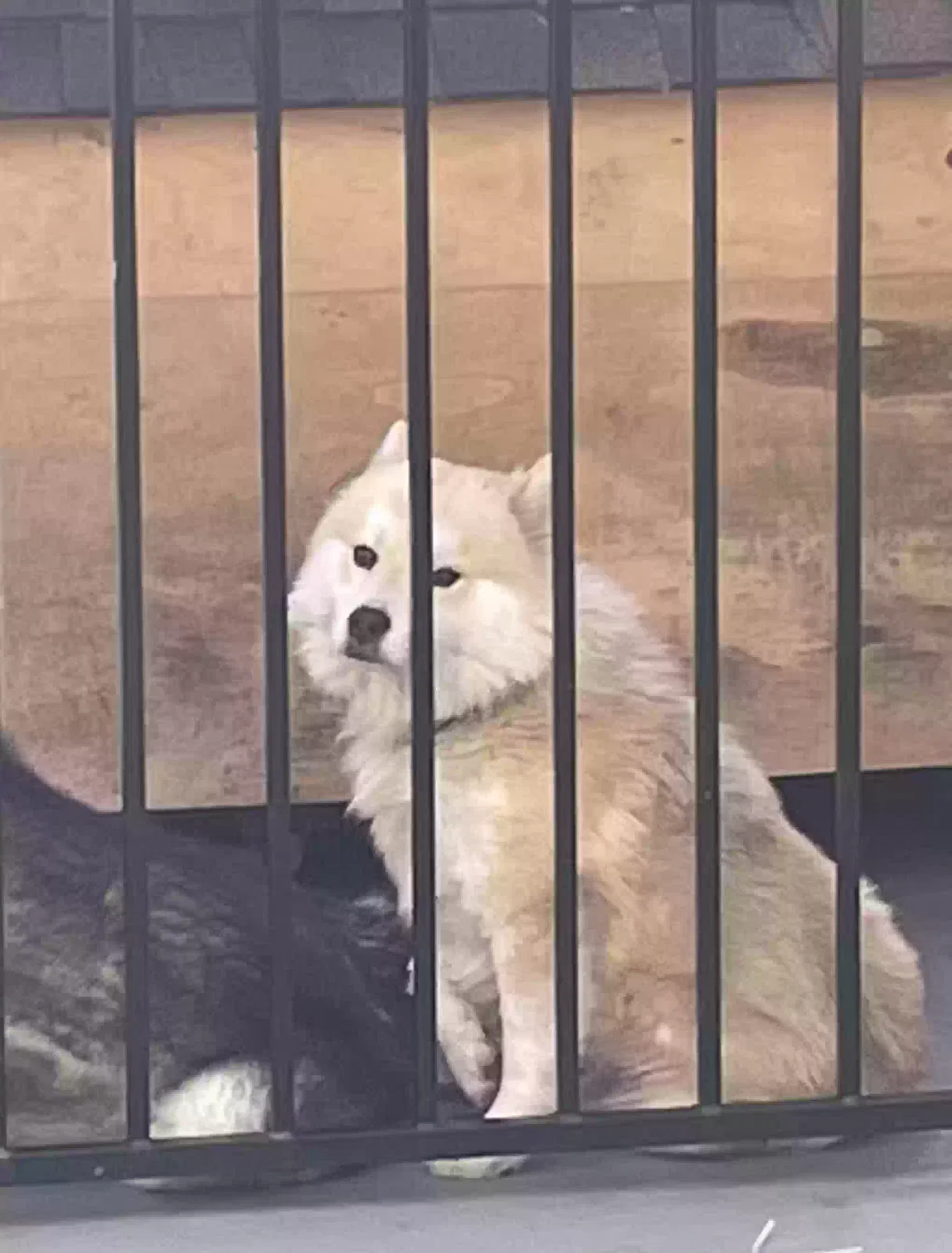 Eros, Husky mix Dog for adoption in Bell Gardens, CA, 90201