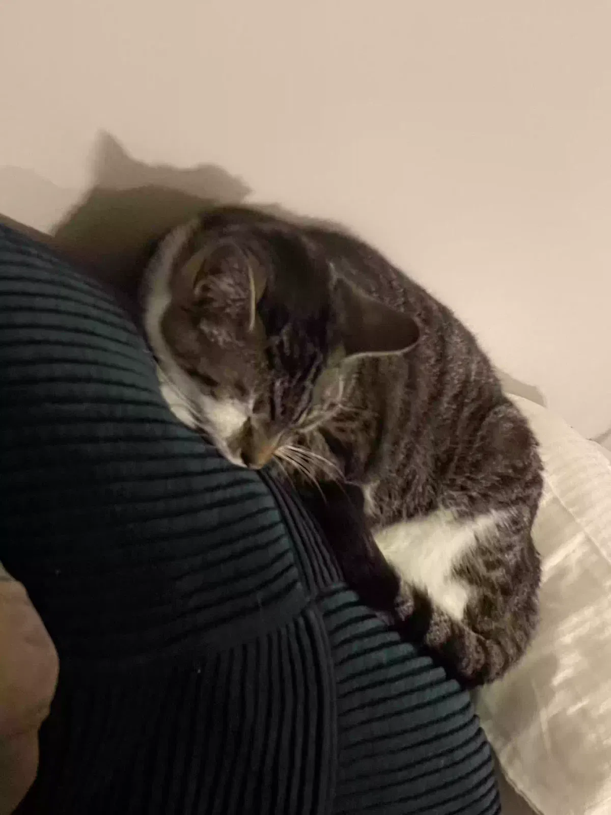 Ziggy, Unknown Cat for adoption in Fayetteville, OH, 45118