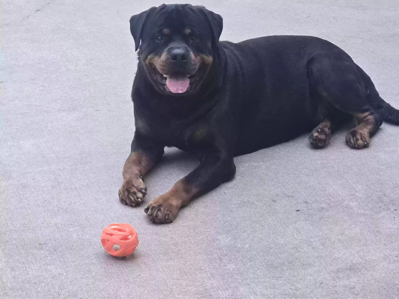 Dog, Rottweiler Dog for adoption in Acworth, GA, 30101