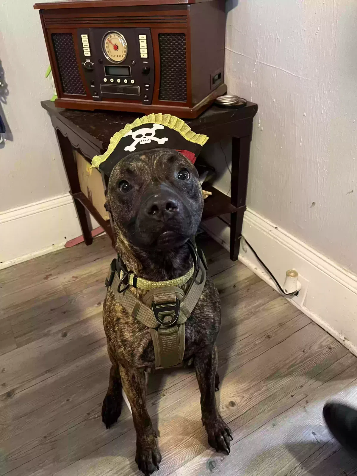 Walle, Catahoula leopard dog Dog for adoption in Canton, OH, 44703