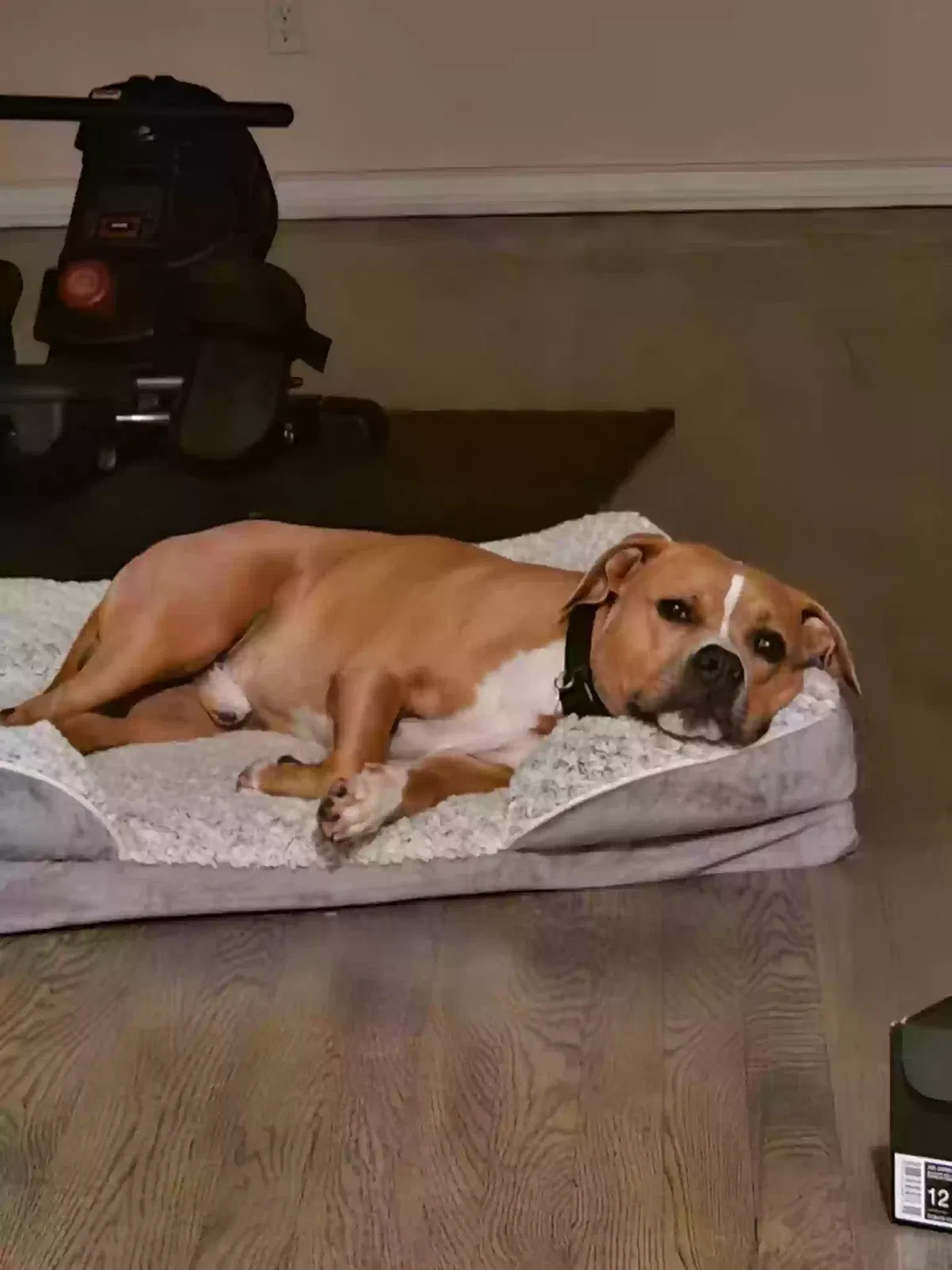 Max, Pit/ Terrier Dog for adoption in Malverne, NY, 11565