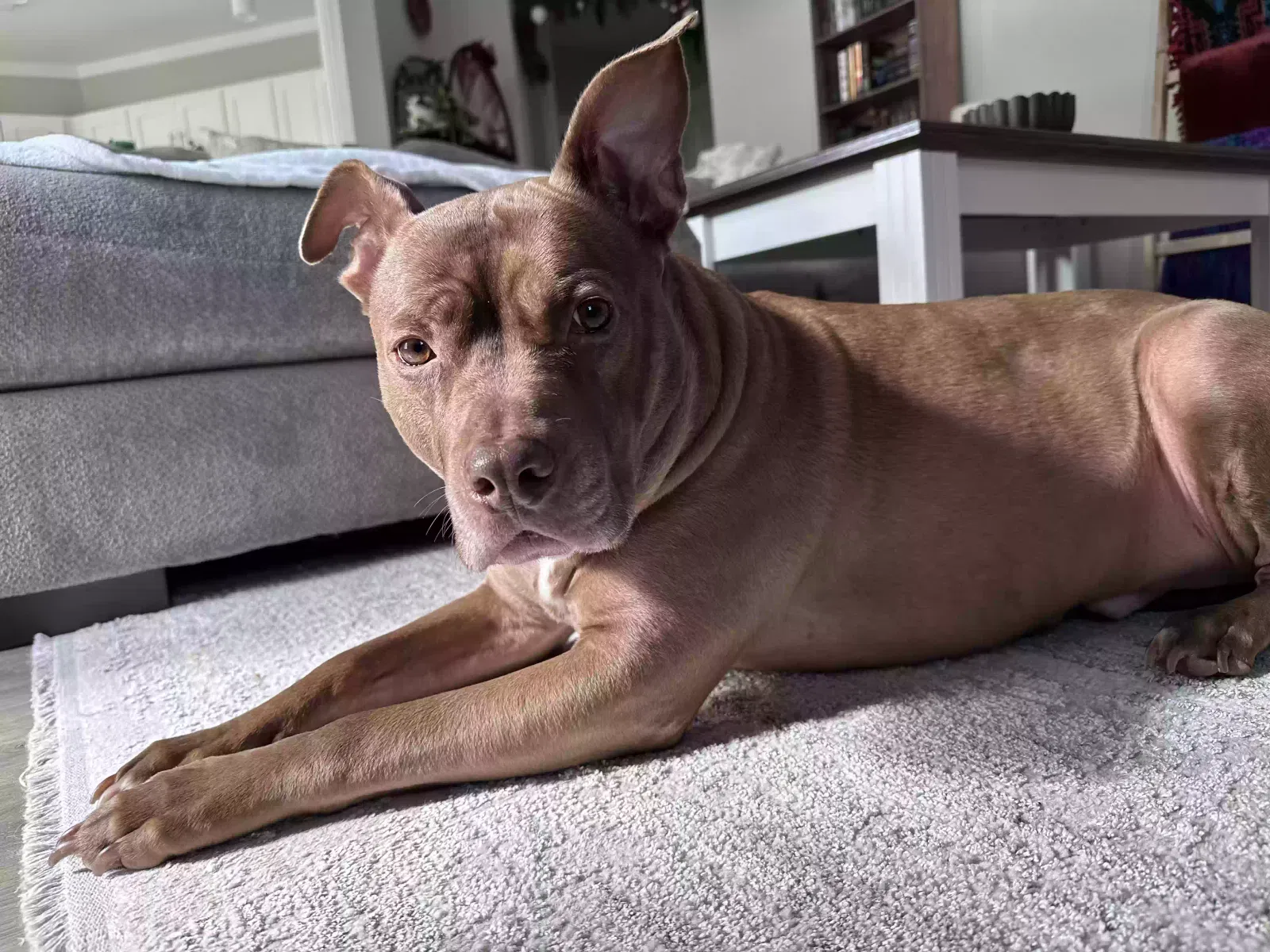 Dog, Staffordshire Terrier Dog for adoption in Saucier, MS, 39574
