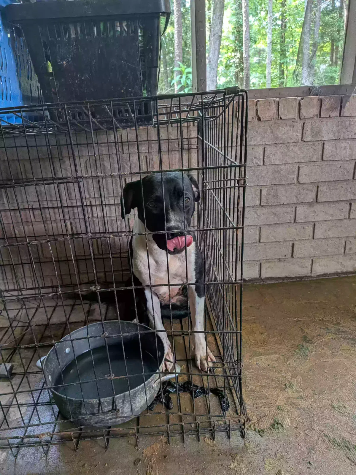Queen, Hound lab Dog for adoption in Conyers, GA, 30013