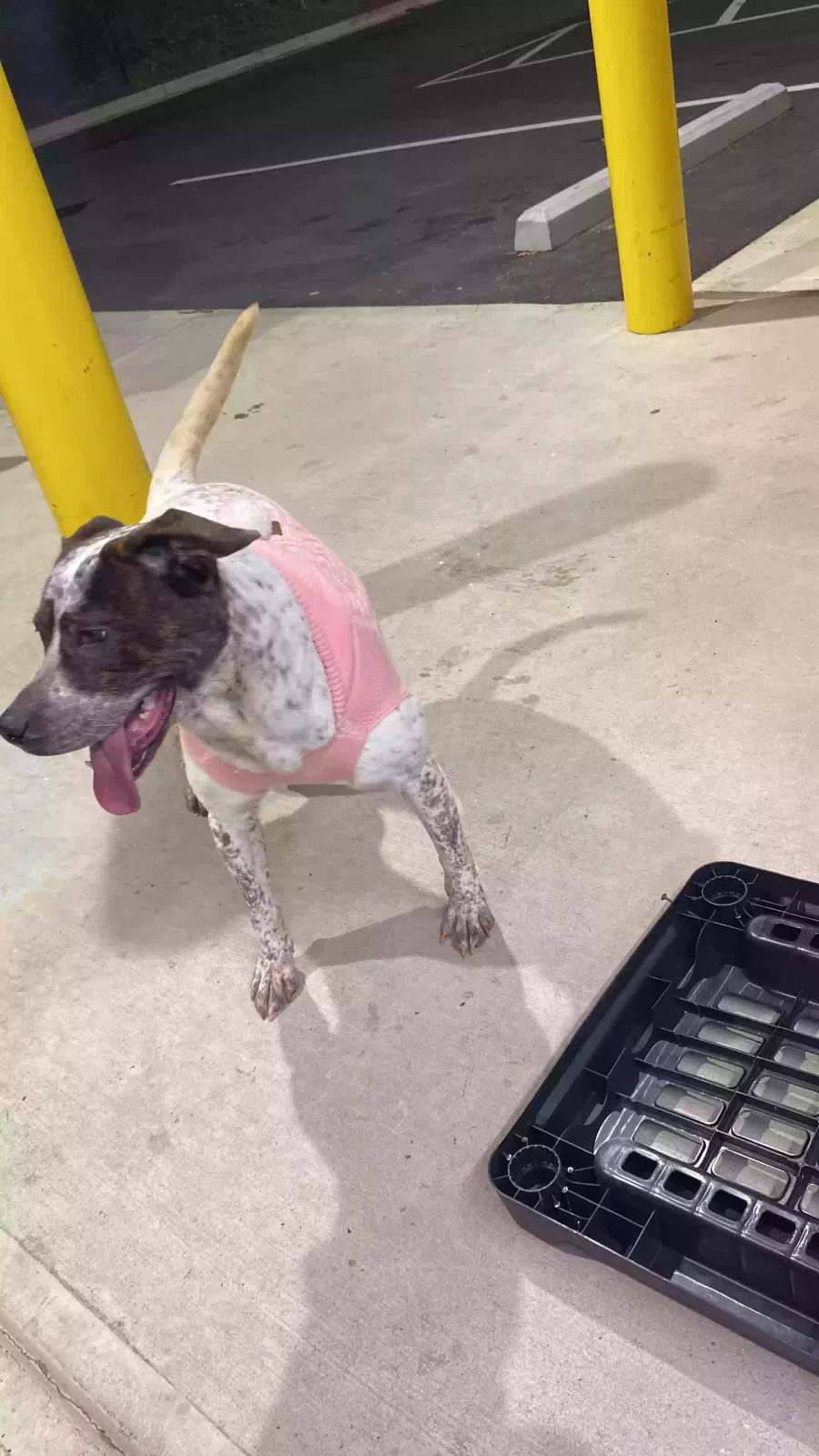 Yessi, Unknown Dog for adoption in Atlanta, GA, 30342