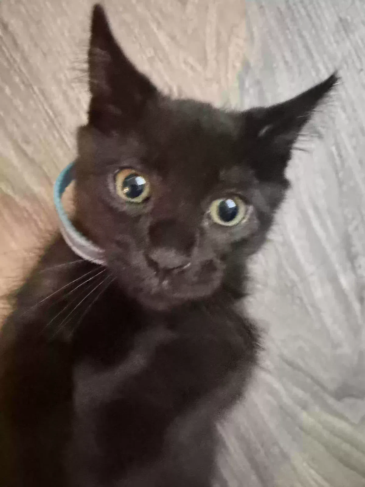 Charlie, Unknown Cat for adoption in Hawthorne, CA, 95340