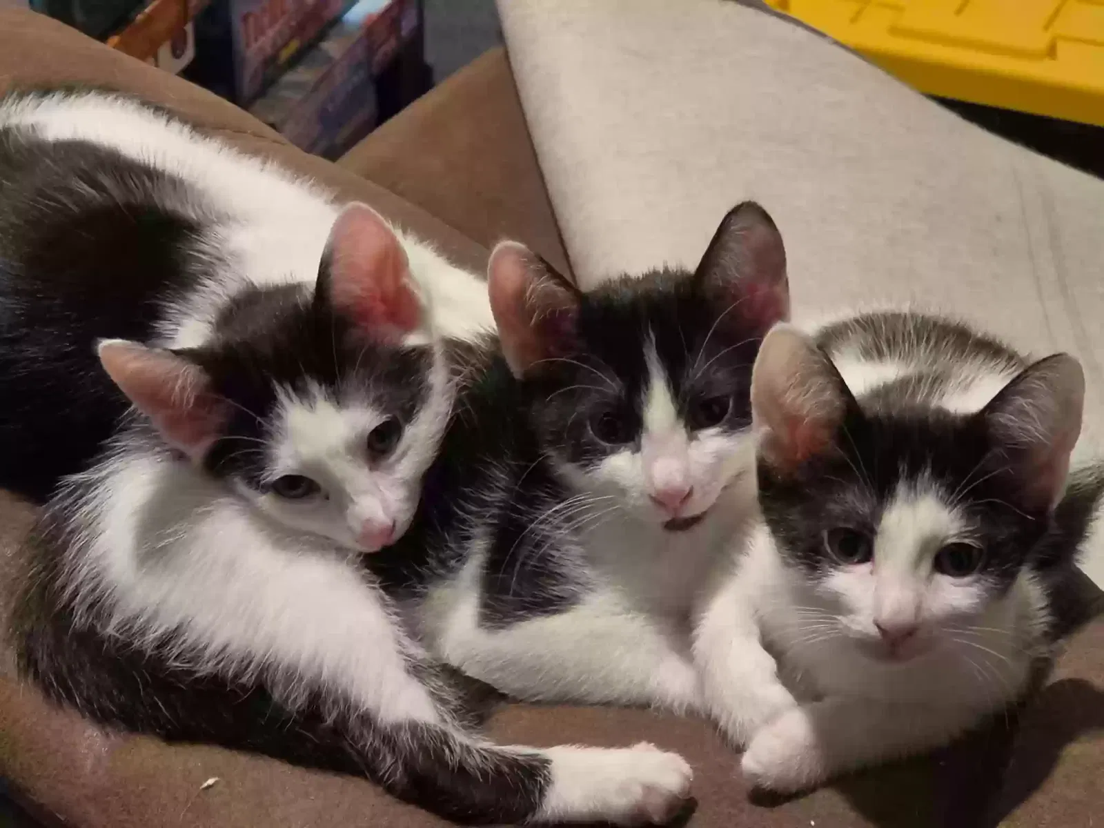 Ribeye & Kittens, Unknown Cat for adoption in Earleton, FL, 32631
