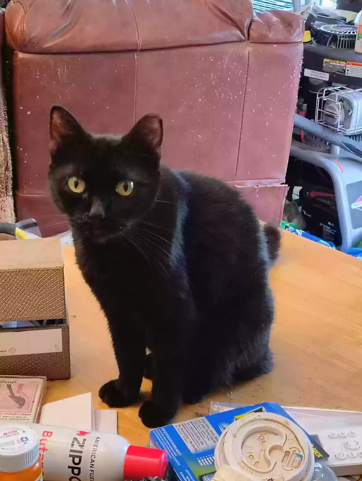 onyx, Unknown Cat for adoption in Miami, FL, 33177