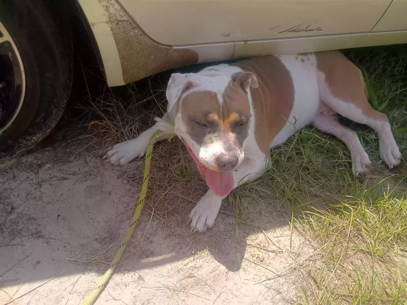 Dog, American Stafford terrier Dog for adoption in Alachua, FL, 32615