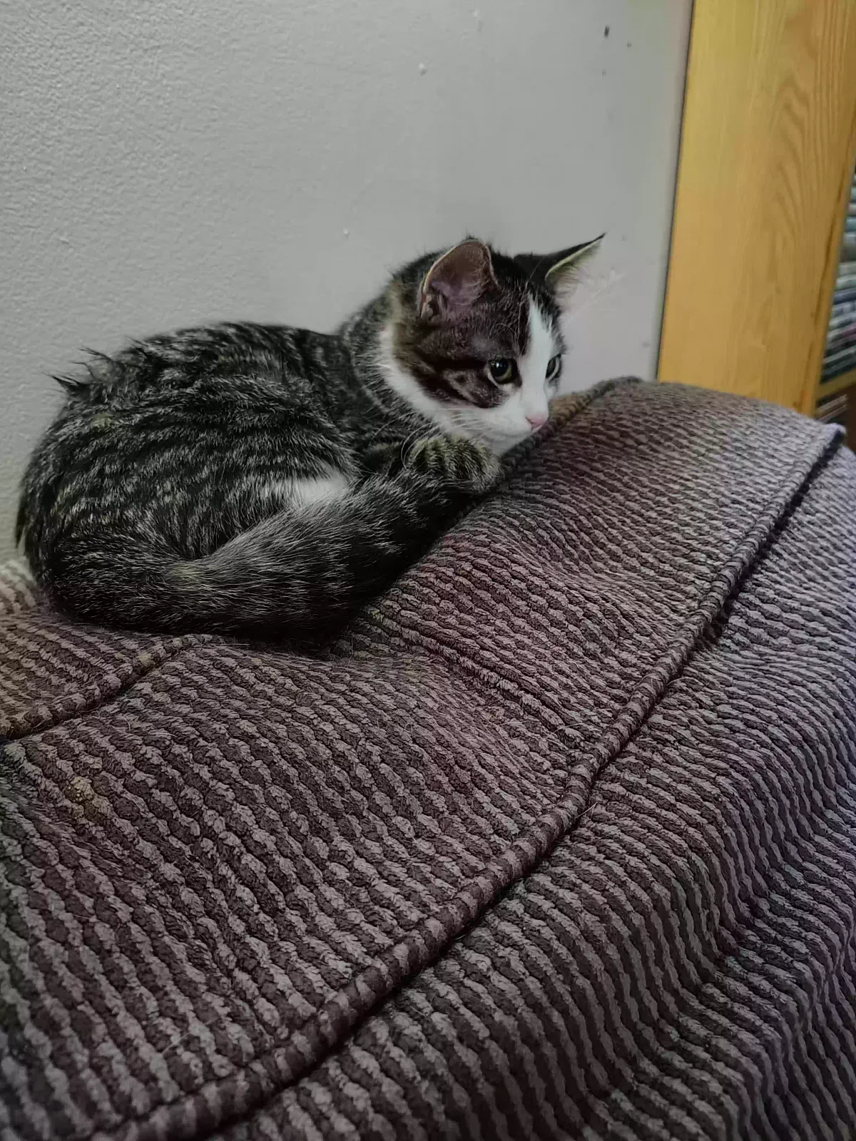 Luna, Unknown Cat for adoption in Marseilles, IL, 61341