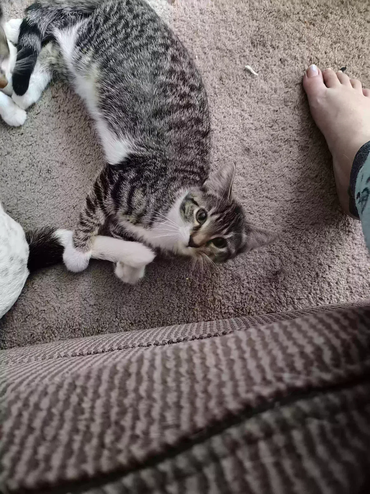 Cat, Unknown Cat for adoption in Marseilles, IL, 61341