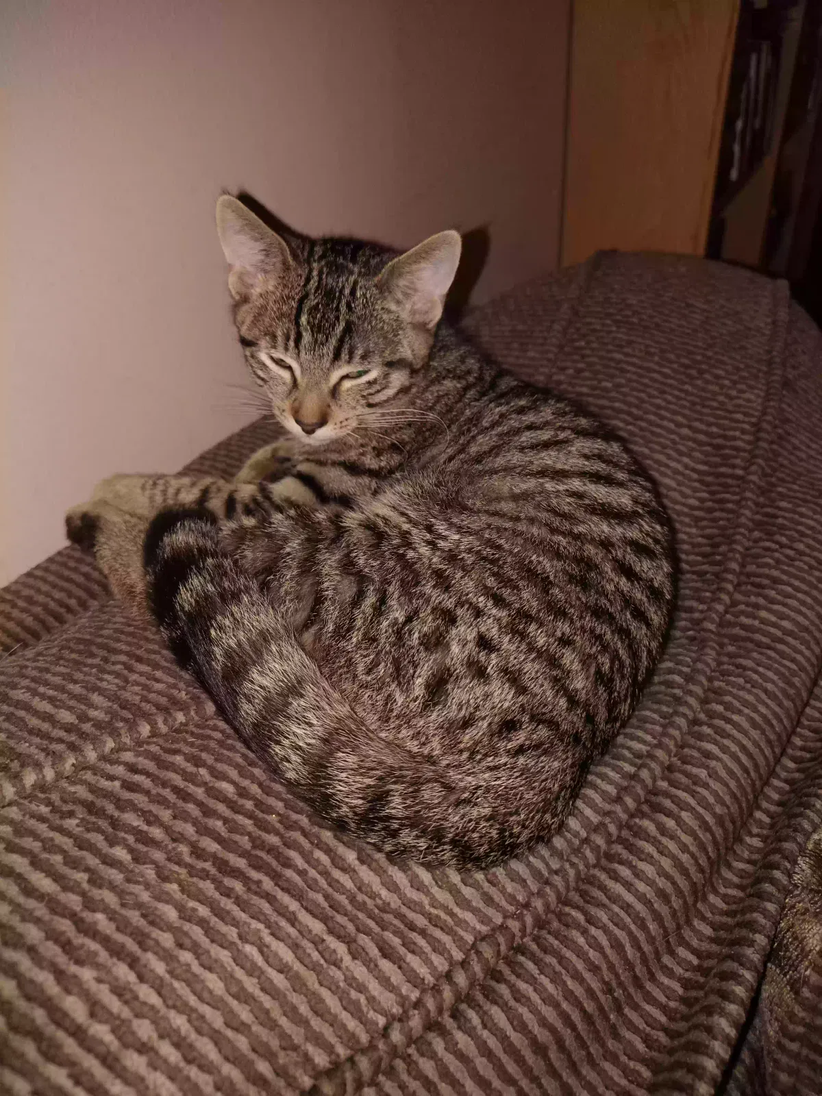 Cat, Unknown Cat for adoption in Marseilles, IL, 61341