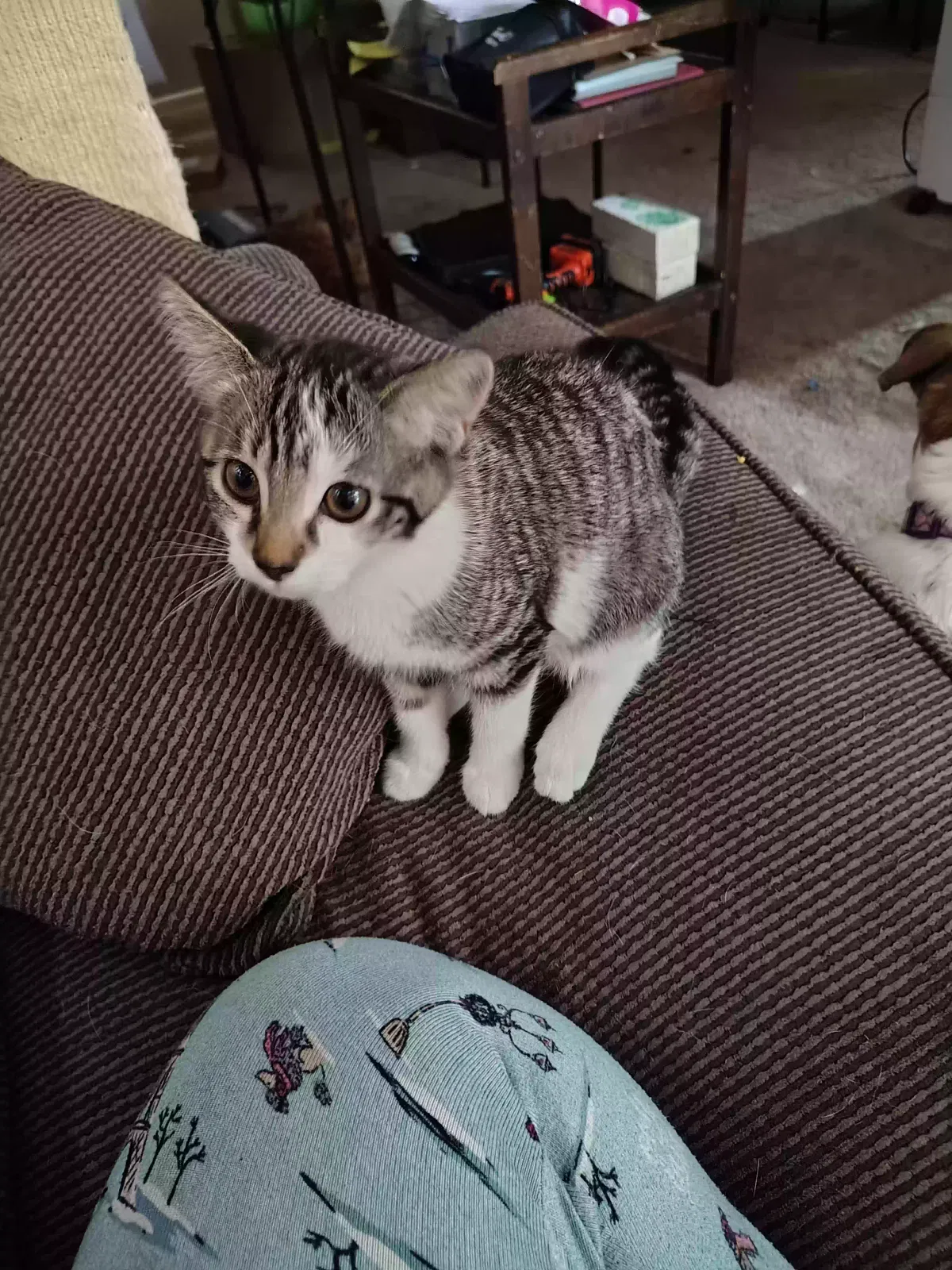 Mooney, Unknown Cat for adoption in Marseilles, IL, 61341