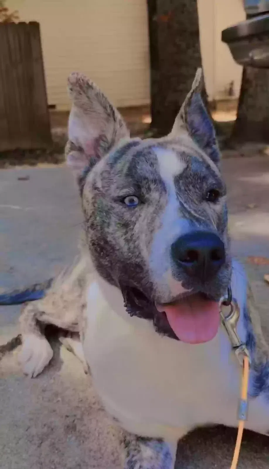 Blu, Unknown Dog for adoption in Hiram, GA, 30141