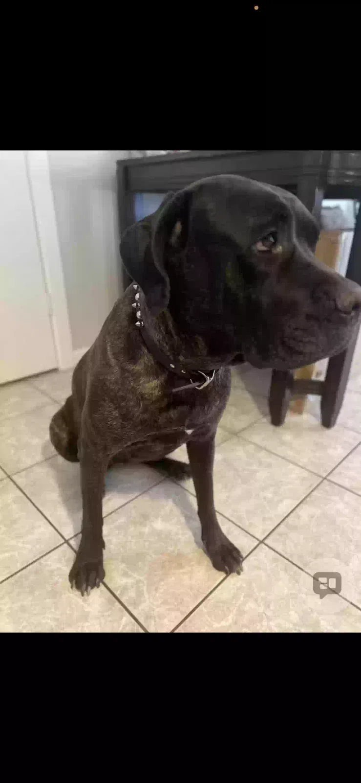 Luna, Cane Corso Dog for adoption in El Mirage, AZ, 85335