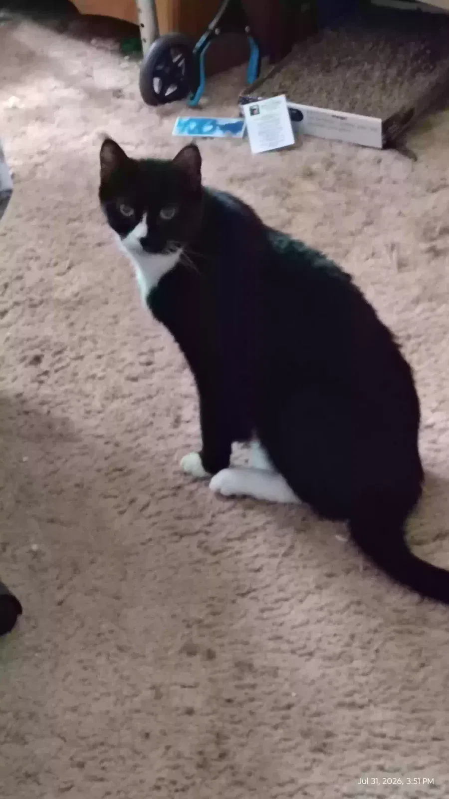 Scottie, Unknown Cat for adoption in Branford, CT, 6405