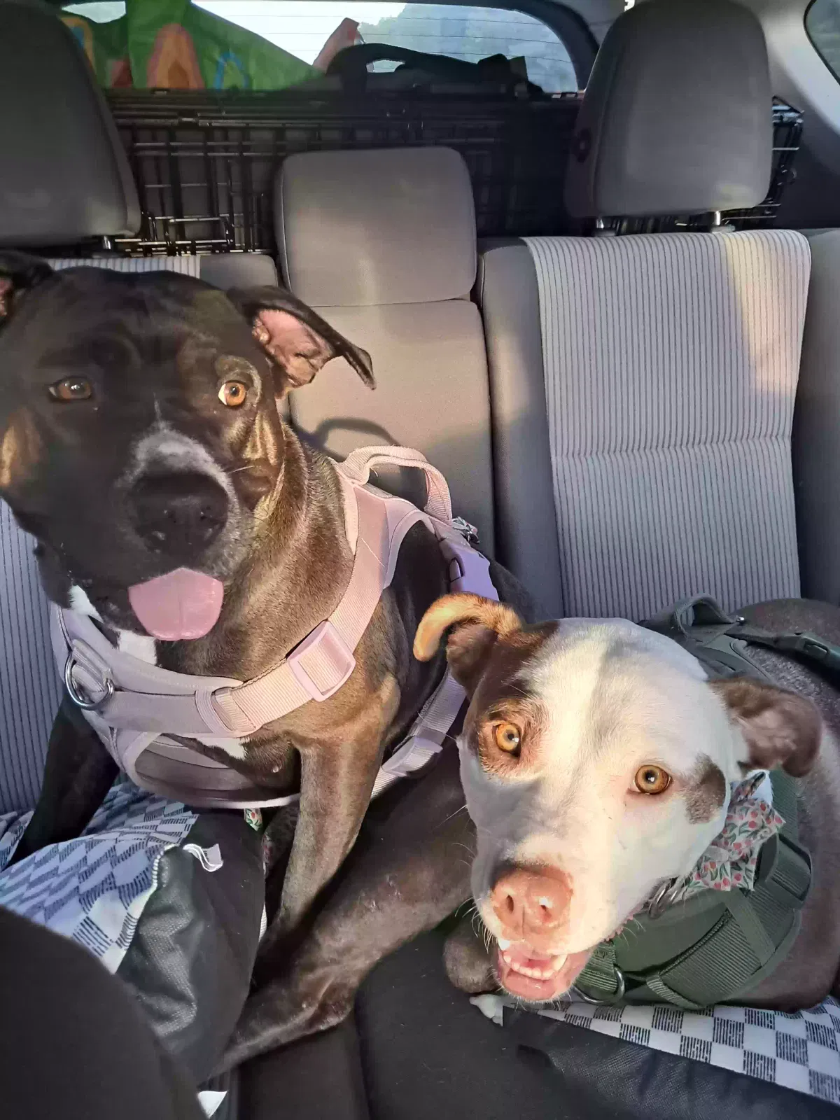 Dog, Pit Dog for adoption in Williamsburg, VA, 23185