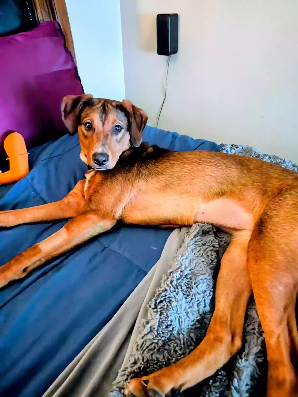 Kayla, Ridgeback terrier mix Dog for adoption in Massillon, OH, 44646