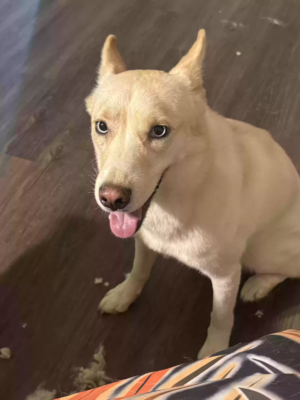 Isis, Blonde Husky Dog for adoption in Lawrenceville, GA, 30044